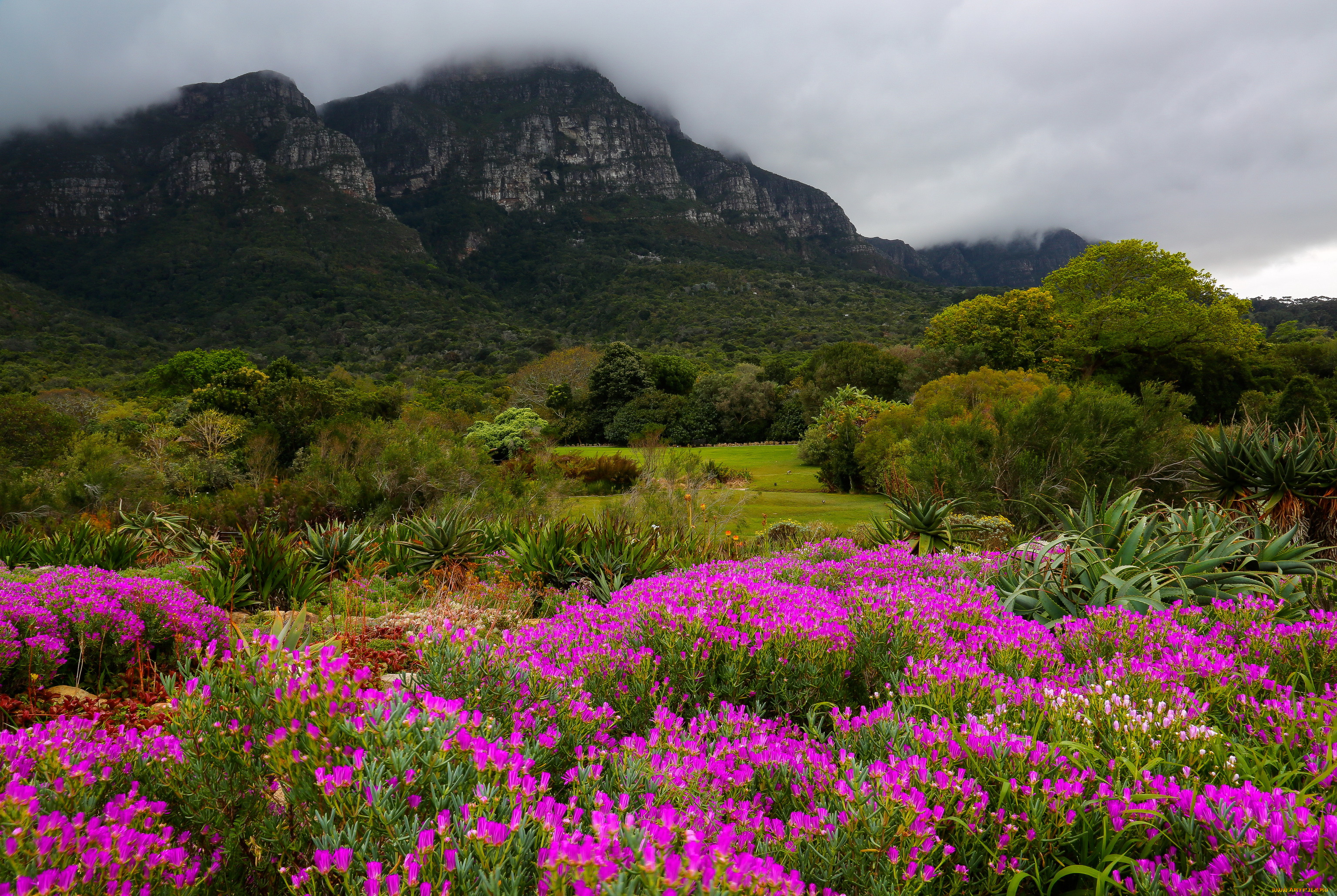 kirstenbosch, botanic, garden, south, africa, , , , , 